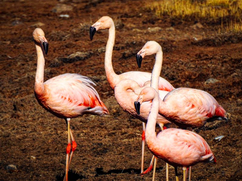 Gestión de la biodiversidad y cambio climático