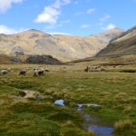 Ecosistemas frágiles (Bofedales)